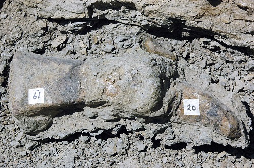 Apatosaurus foot bones and claw